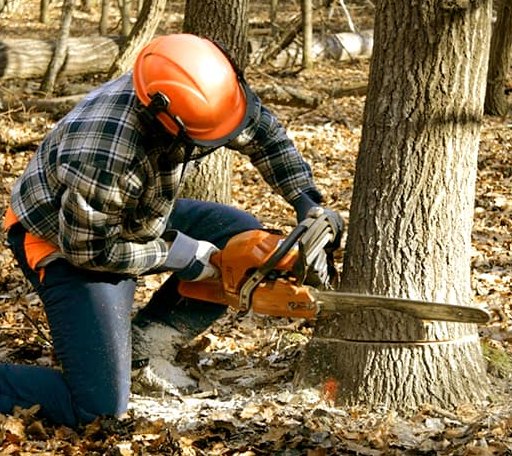 Tree Removal in Paradis, LA